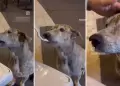 Perrito callejero conmueve en redes por su reacción al recibir comida y cariños: "Ellos solo quieren amor"