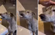 Perrito callejero conmueve en redes por su reaccin al recibir comida y carios: "Ellos solo quieren amor"