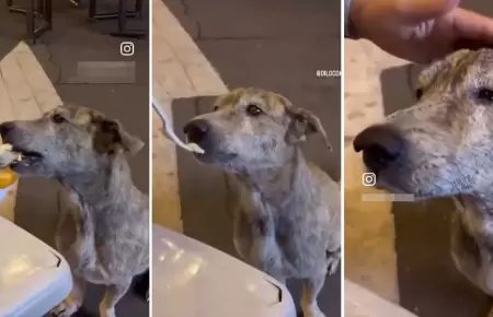 Joven adoptó a perrito que ayudó en la calle.