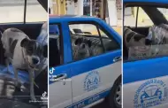 Perrito aventurero viaja en taxi para regresar a su casa y usuarios reaccionan: "El consentido de mam"