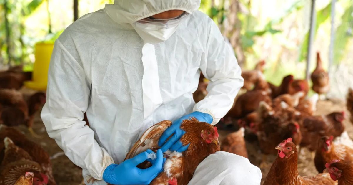 La Libertad: Reportan nuevo caso de influenza aviar en Chepén