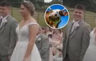 Amiga, date cuenta! Vaca se 'opone' a una boda y la reaccin de los novios se hace viral