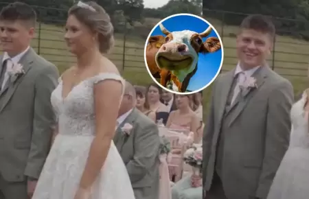 Vaca se opone a una boda.