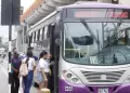 ATU: Estos son los buses que cubrirán la ruta del Corredor Morado