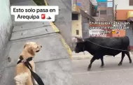 Inslito! Hombre saca a pasear a su perro y queda en shock al ver que vecino lleva un toro: "Solo pasa en Arequipa"