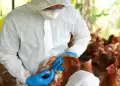 La Libertad: Reportan nuevo caso de influenza aviar en Chepén