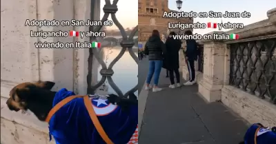 Perro rescatado en SJL se muda a Italia