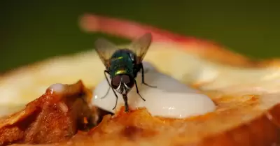 Sabes lo que pasa s una mosca se posa sobre tu comida?