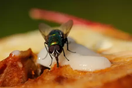Sabes lo que pasa s una mosca se posa sobre tu comida?