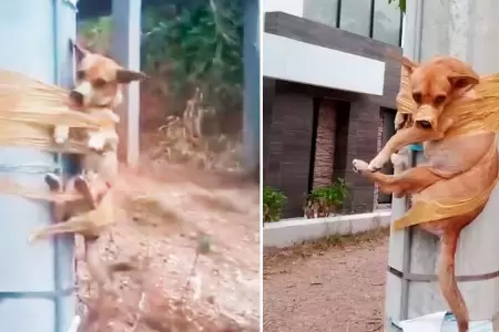 Perrito fue amarrado a un poste en Colombia.