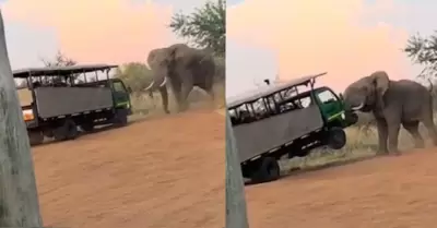 Elefante ataca camin de safari.