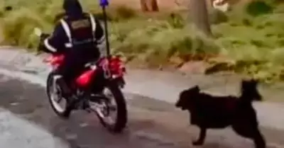 Sereno arrastra a perrito con su moto.