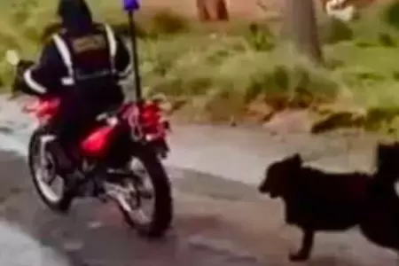 Sereno arrastra a perrito con su moto.