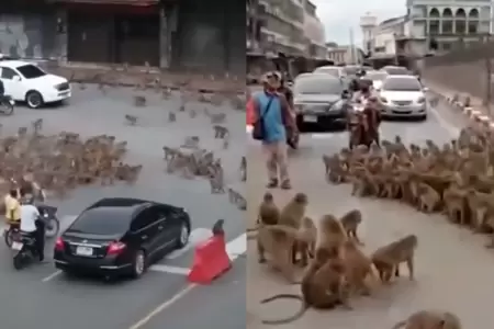 Pelea de monos en Tailandia