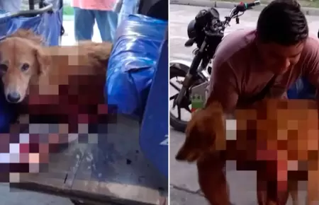 Hombre que mat a perrito en Iquitos est prfugo.