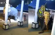 Inslito! Hombre muere pisoteado por elefante que preparaba para un festival: Tragedia captada en video