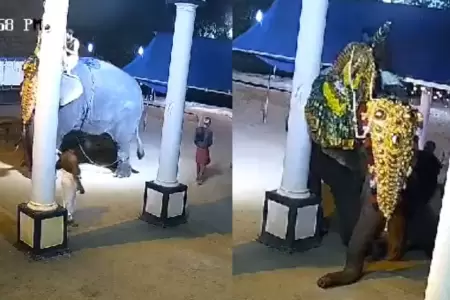 Elefante aplast a hombre hasta matarlo.