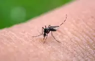 Da Mundial de la Salud: El Per lucha contra el dengue cmo prevenirlo?