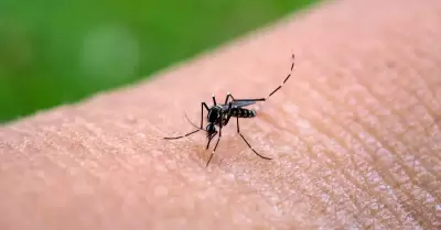 Prevencin del dengue.