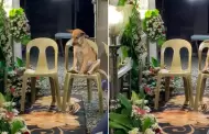 Perrito llora desconsolado durante el funeral de su duea: "El verdadero amor incondicional"