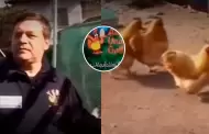 Hombre alquila gallinas y sorprende al revelar cunto gana y usuarios reaccionan: "El gur del corral"