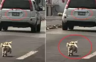 Desgarrador! Perrito es abandonado y persigue desesperadamente a sus dueos en la carretera