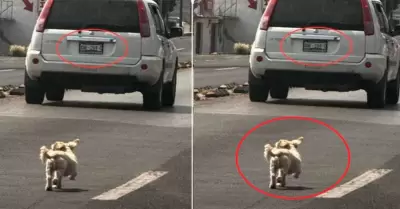 Perrito abandonado por sus dueos en una carretera.
