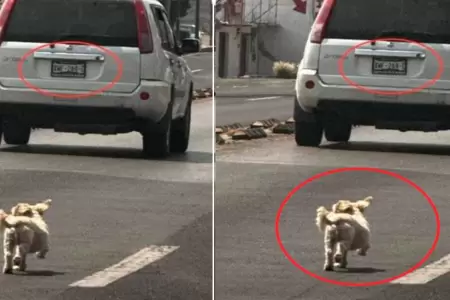 Perrito abandonado por sus dueos en una carretera.