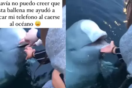 Ballena beluga rescata celular que cay al mar