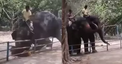 Joven muere tras ser aplastado por elefante.