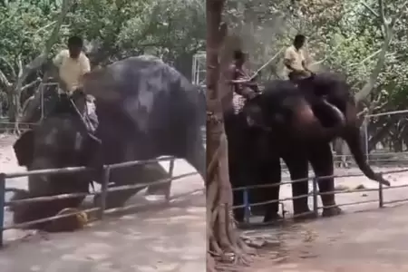 Joven muere tras ser aplastado por elefante.