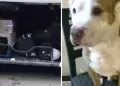 Perro muere asfixiado al ser trasladado dentro de bodega de bus.