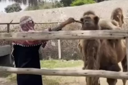Hombre disfrazado de 'rabe' se cola en zona de camellos.