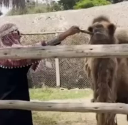 Hombre disfrazado de 'rabe' se cola en zona de camellos.