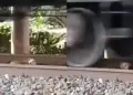 Perrito atrapado bajo las vas de un tren.