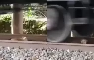 Se salv de milagro! Perrito queda atrapado bajo las vas de un tren en movimiento