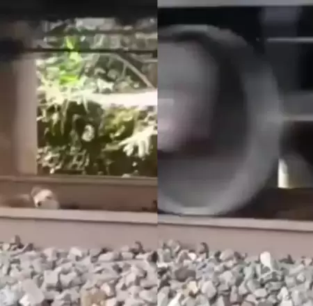 Perrito atrapado bajo las vas de un tren.