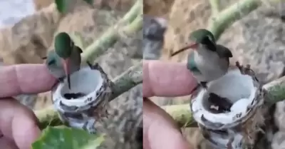 El minsculo tamao de las cras del colibr.