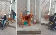 Lamentable! Pareja amarra a perrito a un tubo y lo abandonan sin piedad en plena calle