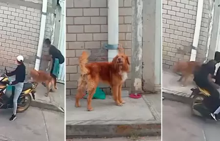 Pareja abandon a su perrito en Puebla.