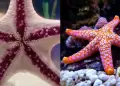 Maravilla de la naturaleza!: Sorprendentes IMGENES del desplazamiento de una estrella de mar