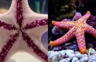 Maravilla de la naturaleza!: Sorprendentes IMGENES del desplazamiento de una estrella de mar