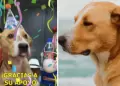 Fiebre por Vaguito! Perrito celebra el xito de su pelcula al lograr ms de 100 mil espectadores