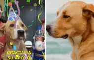 Fiebre por Vaguito! Perrito celebra el xito de su pelcula al lograr ms de 100 mil espectadores