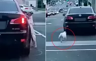 Lamentable! Perrito abandonado persigue desesperadamente a su dueo en plena calle
