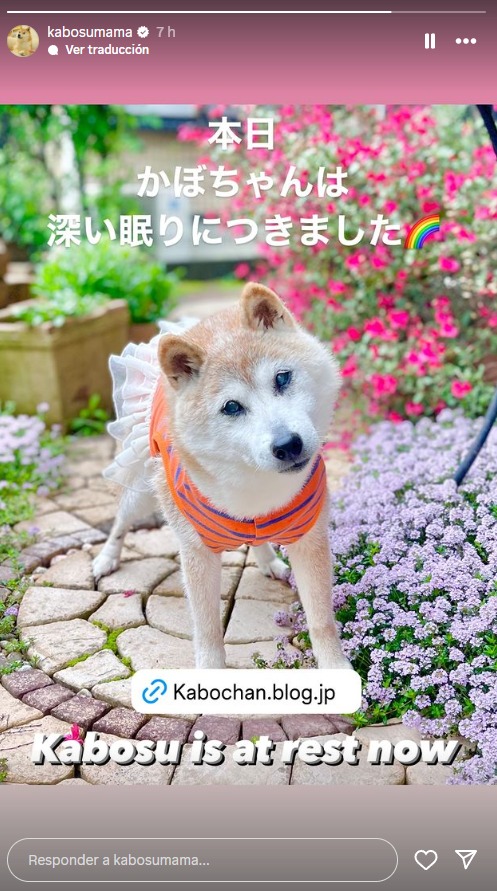 Muri Kabosu, la perra que se hizo viral por un meme.