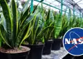 Lengua de Suegra: La NASA cataloga a esta planta como una purificadora de aire en el hogar