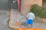 Lamentable! Hombre golpea salvajemente a su perrita pitbull al sacarla a pasear