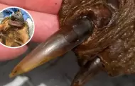 Increble! Pescador captura una legendaria tortuga caimn de ms de 90 kilos