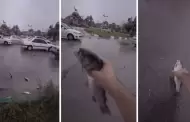 Inslito! Lluvia de PECES genera caos y sorprende a la poblacin de Irn: A qu se debe este fenmeno?